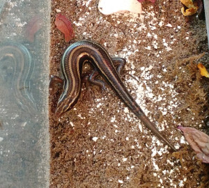 Uninvited skink in my crabitat