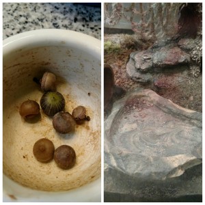 acorns for the hermit crabs