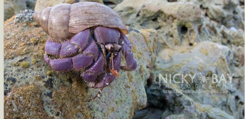 Coenobita lila - a new species of hermit crab announced