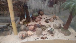 Hermit crabs in the 150 gallon