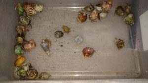 Small hermit crabs before going into their 50 gallon bin