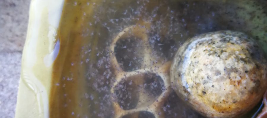 Hermit crab eggs