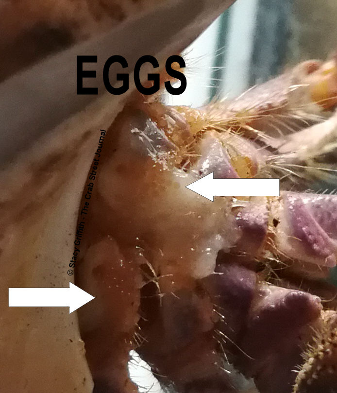 Coenobita clypeatus fertilizing eggs