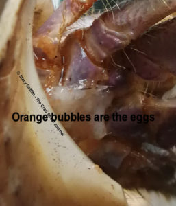 Coenobita clypeatus fertilizing eggs