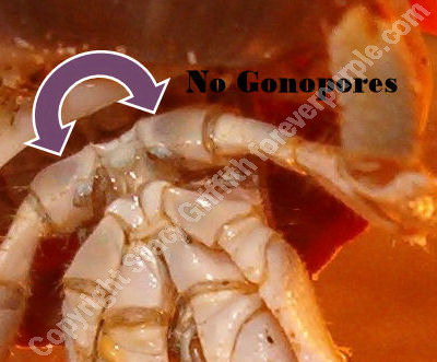 Male Hermit Crab Gonopores